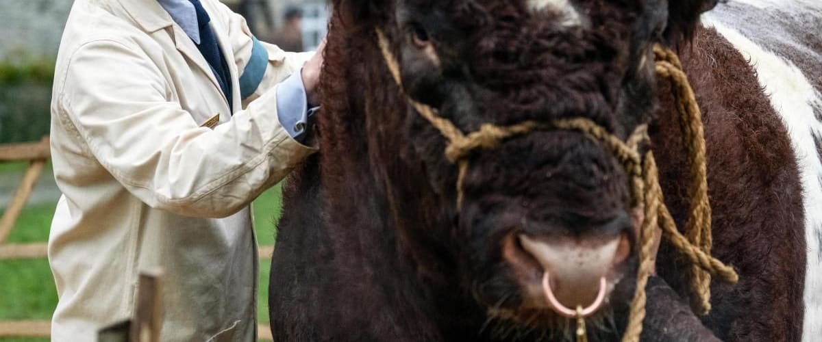 All Creatures Great and Small - Season 1