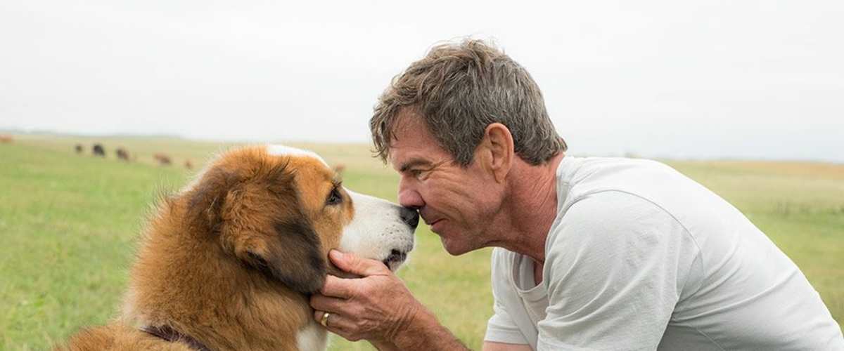 Watch A Dog's Purpose
