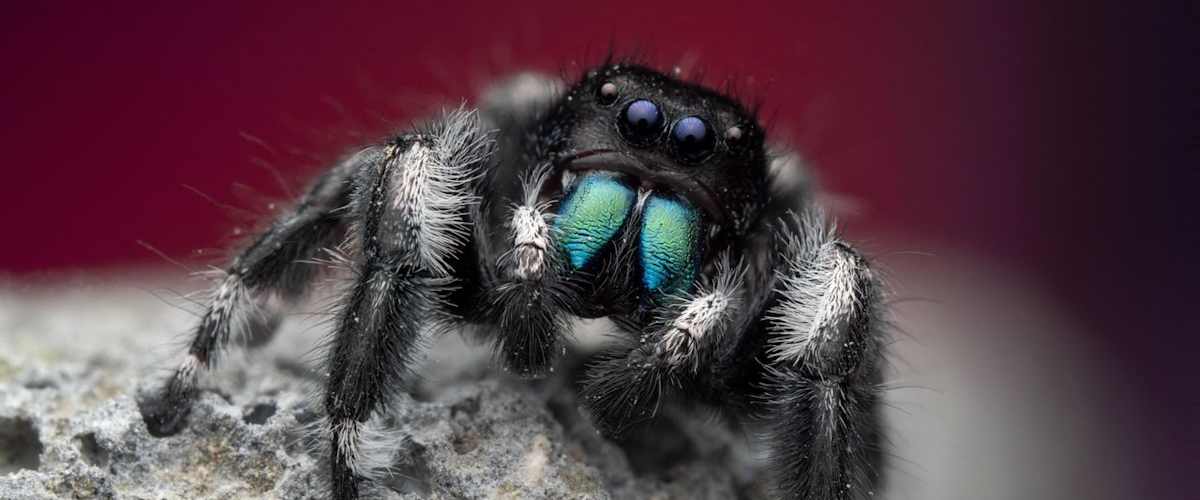 Watch A Real Bug's Life - Season 1