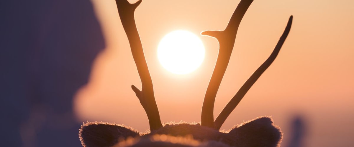 A Reindeer's Journey