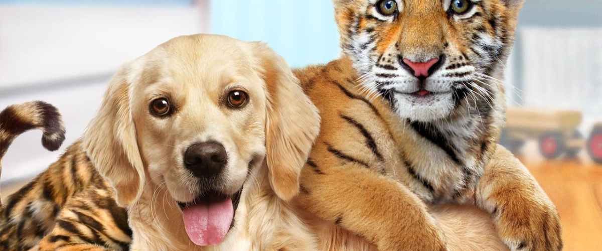 A Tigers Tail