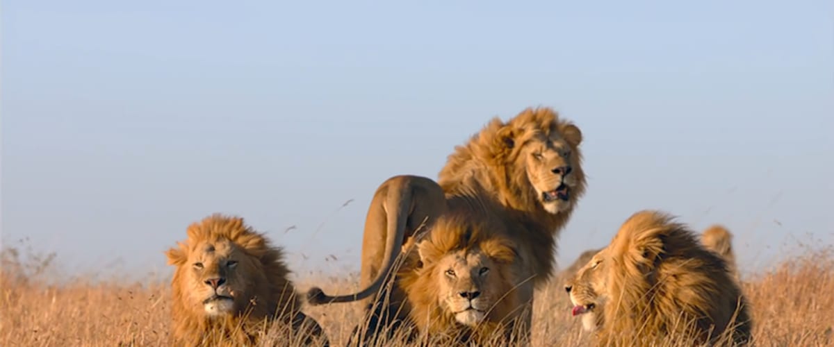 African Cats
