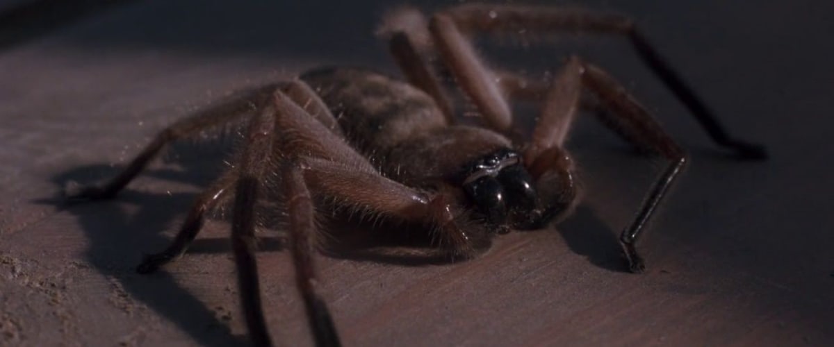 Arachnophobia