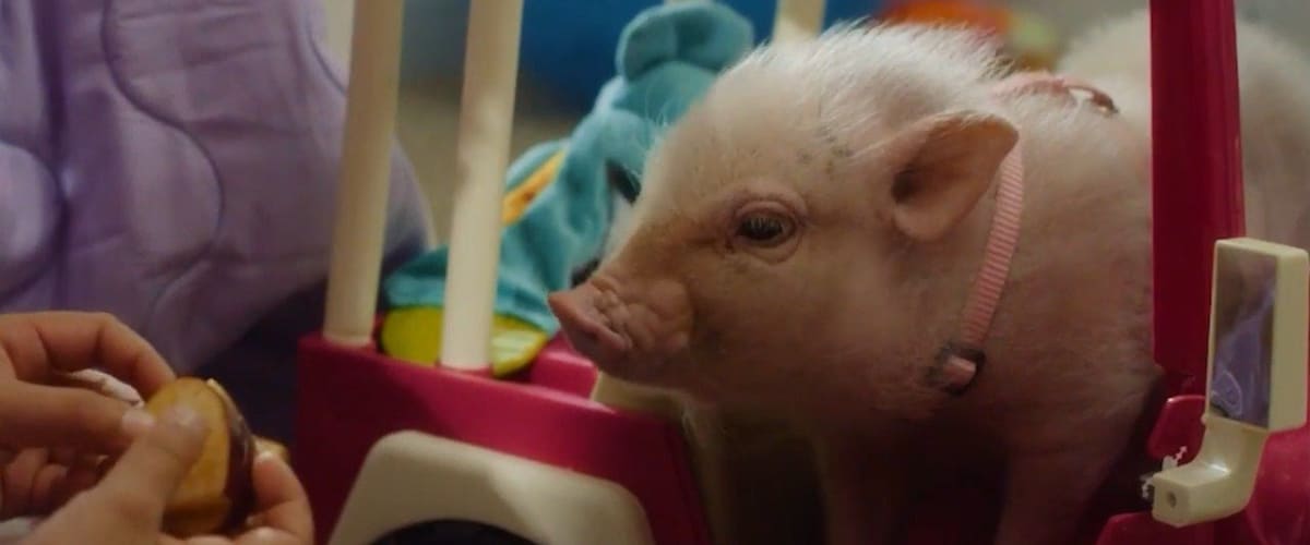 Arlo: The Burping Pig