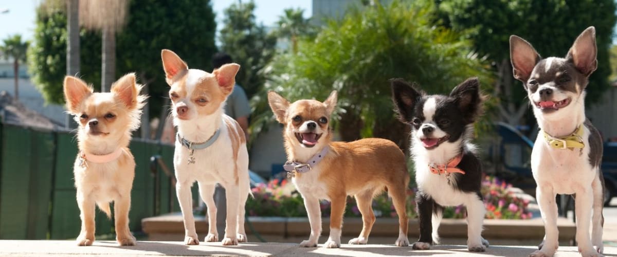 Watch Beverly Hills Chihuahua 2