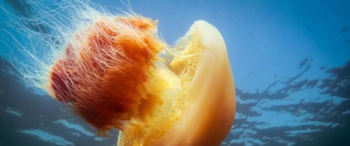 Big Pacific - Season 1