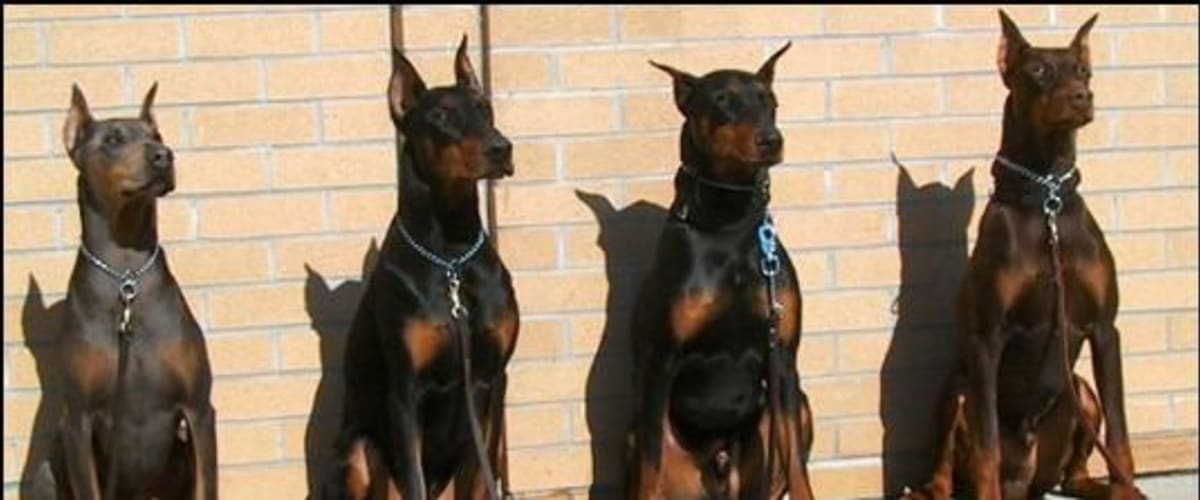 Watch Doberman Gang