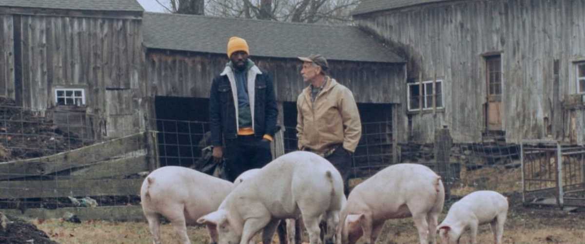 Watch Down with the King