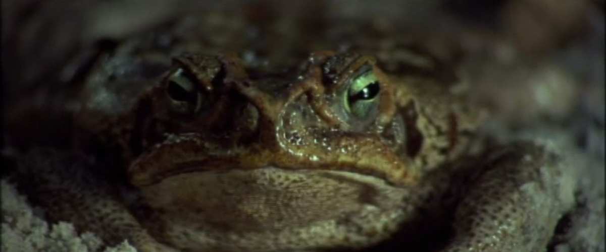 Frogs