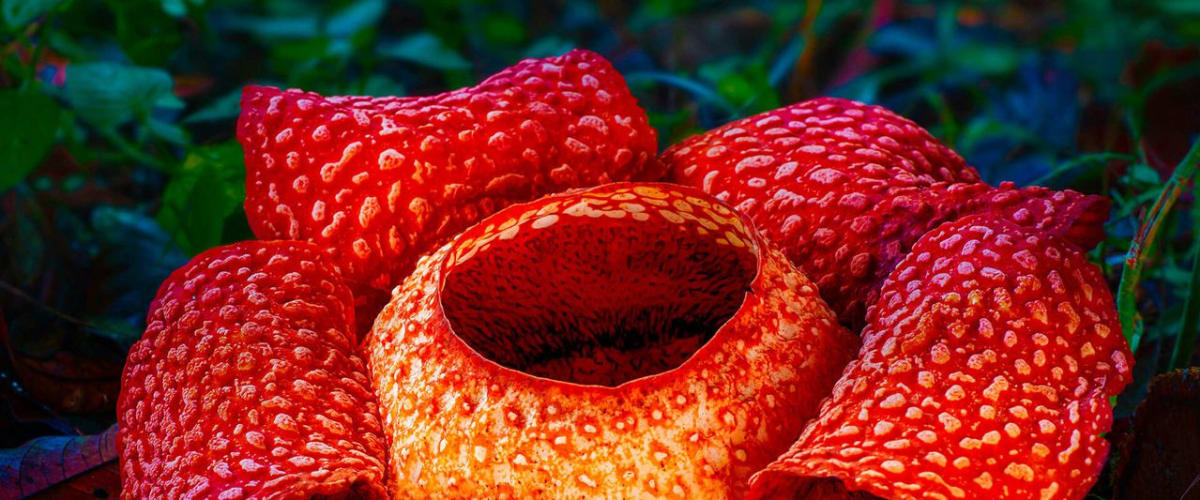 Green Planet - Season 1