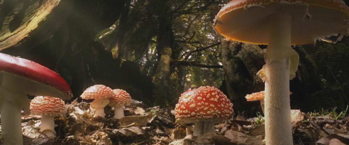 Hidden Kingdoms - Season 1