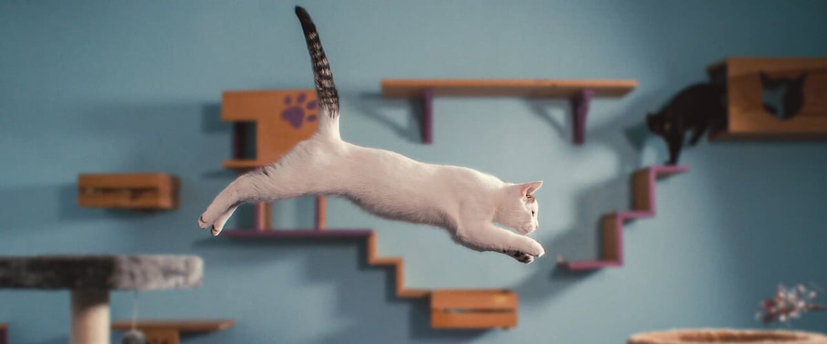 Inside the Mind of a Cat