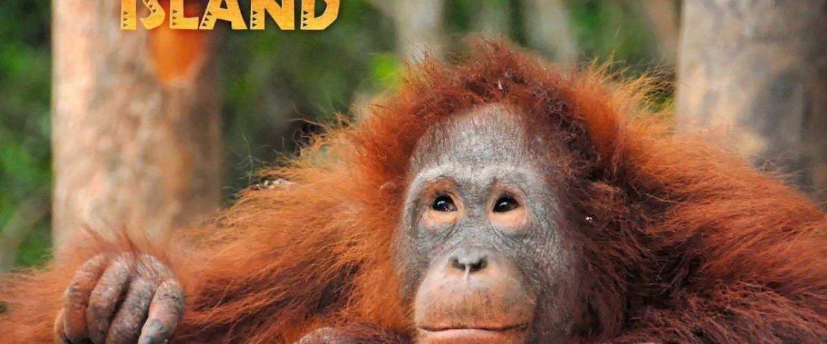 Watch Orangutan Island - Season 1