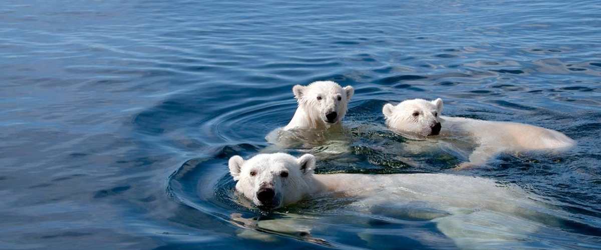 Polar Bears: A Summer Odyssey