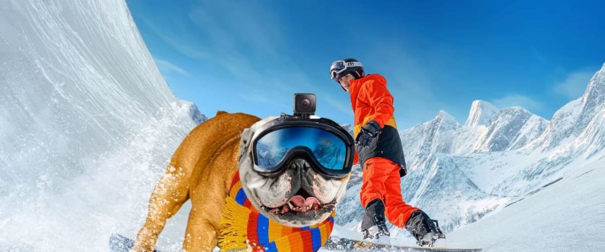 Powder Pup