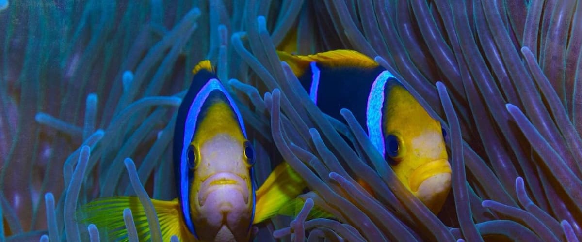 Protecting Paradise: The Story of Niue