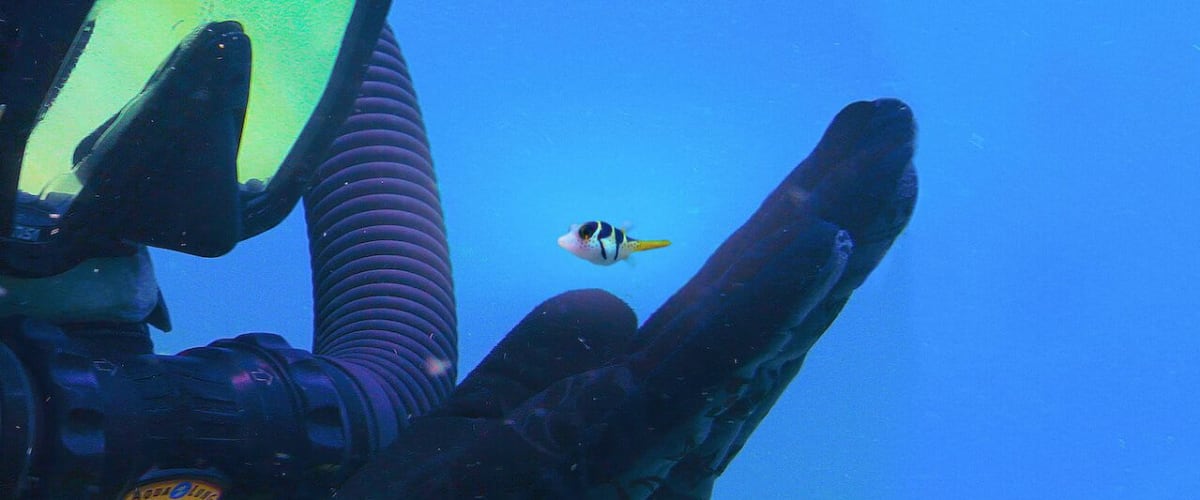 Watch Puff: Wonders of the Reef