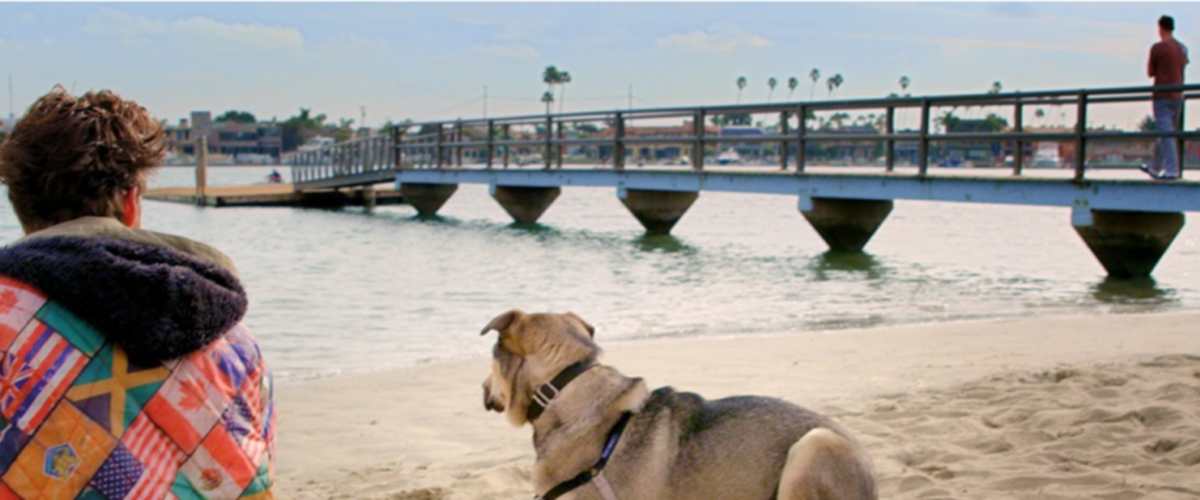 Rescue Dogs