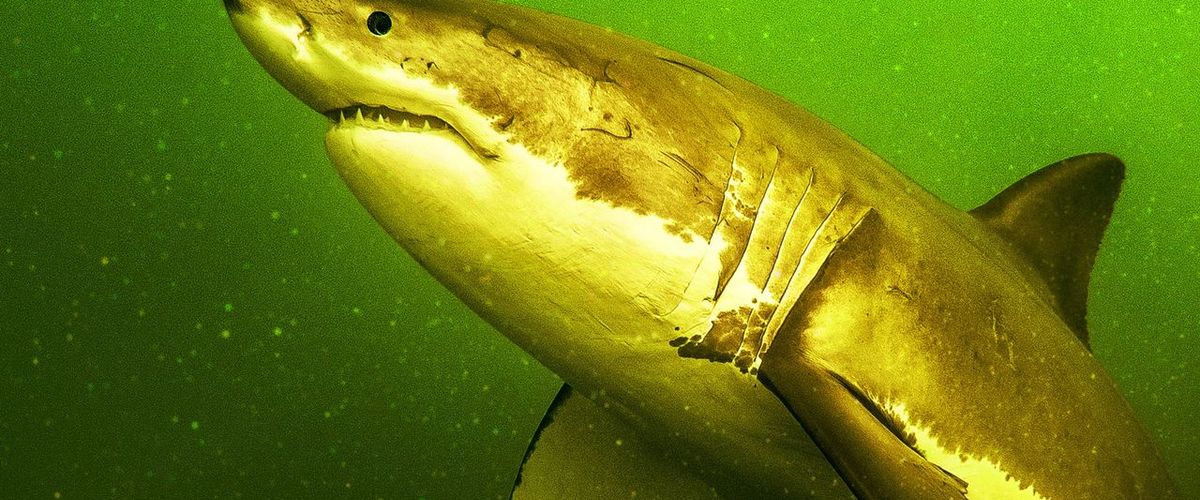 Watch Return of the White Shark