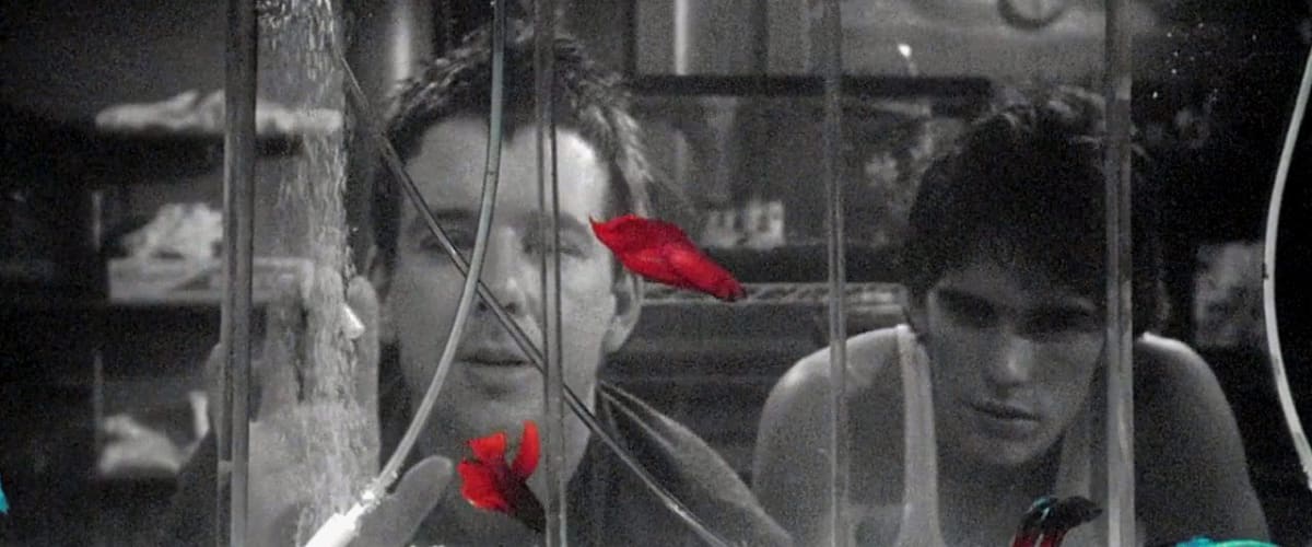 Watch Rumble Fish