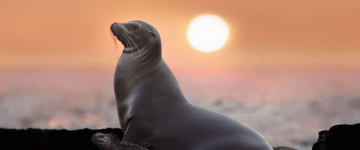 Watch Sea Lions of the Galapagos