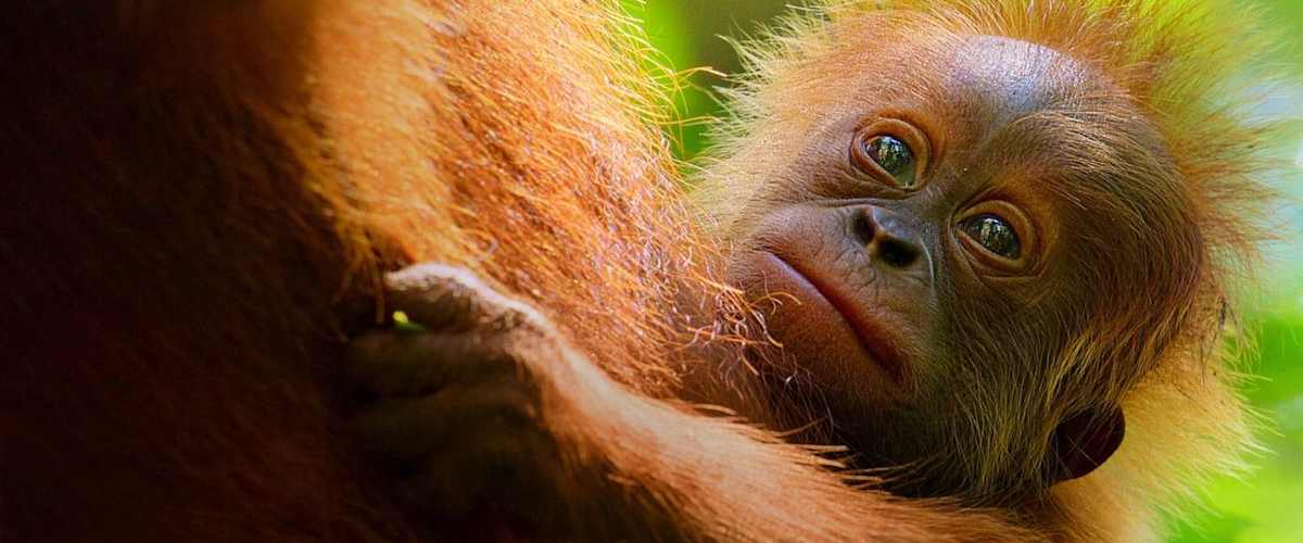 Secret Lives of Orangutans