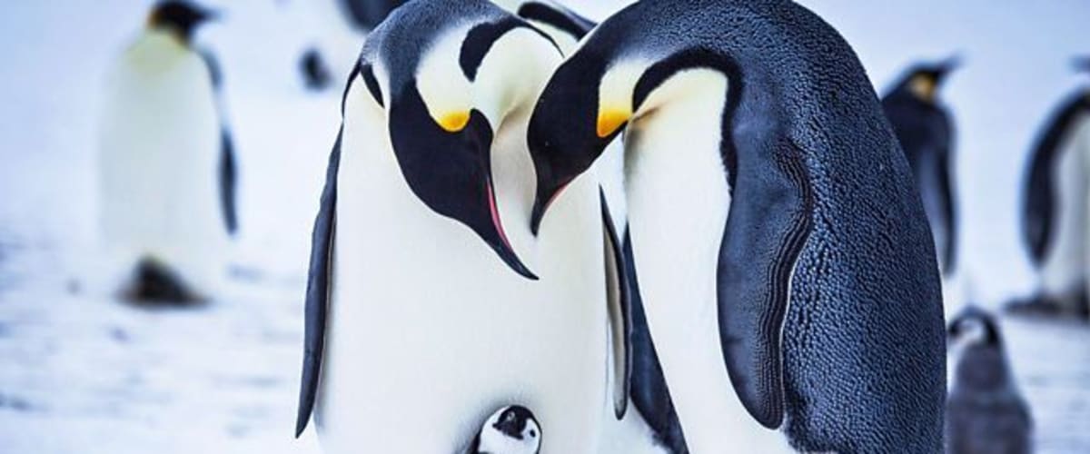 Snow Chick: A Penguin's Tale