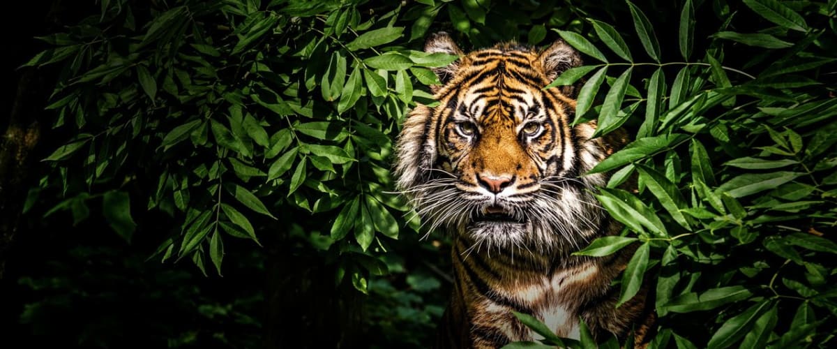 Thailand's Wild Cats