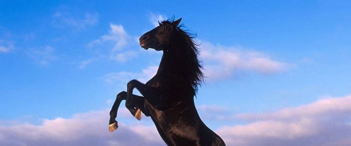 The Black Stallion