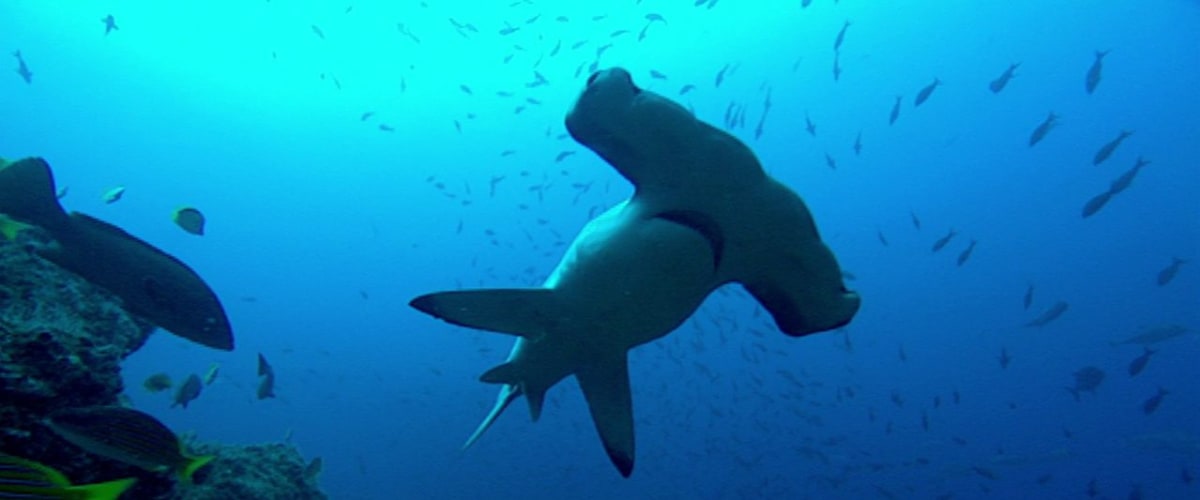 The Blue Planet - Season 1