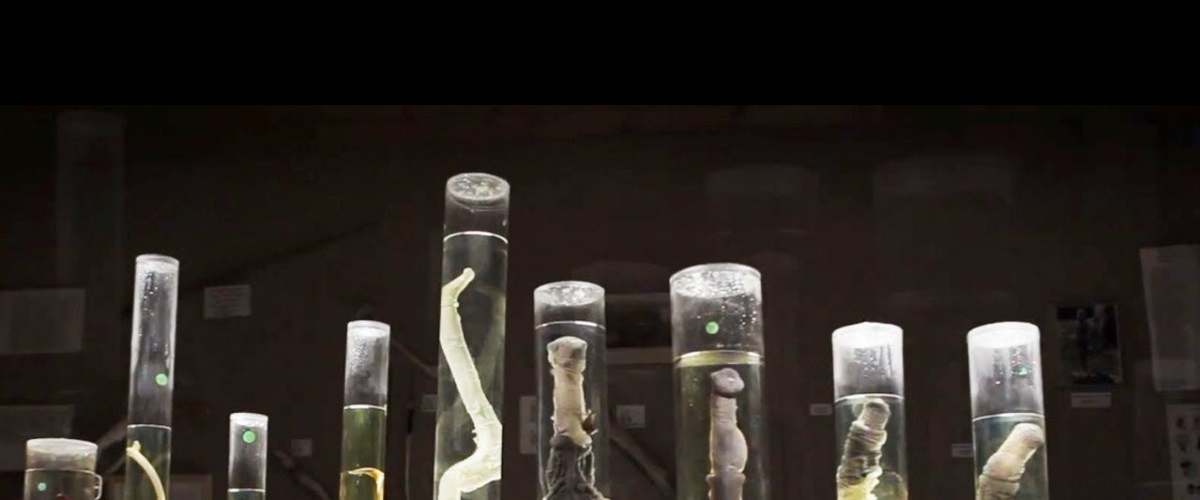 Watch The Final Member