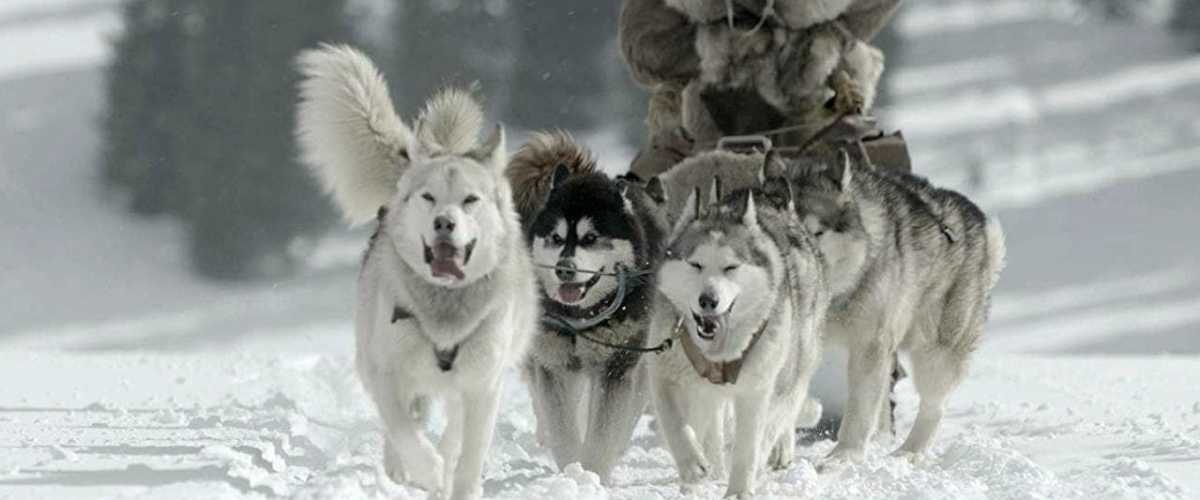The Great Alaskan Race