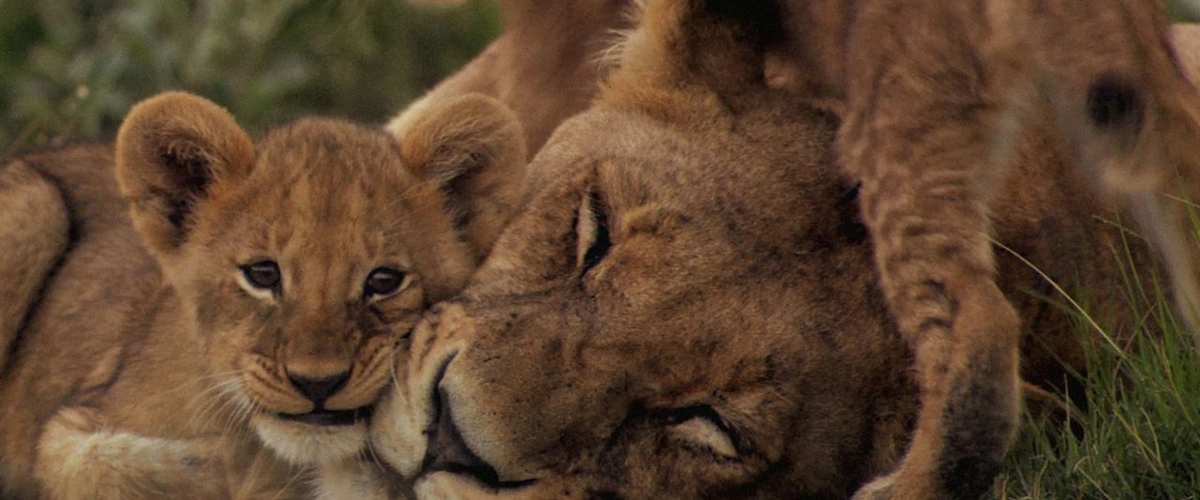 The Last Lions