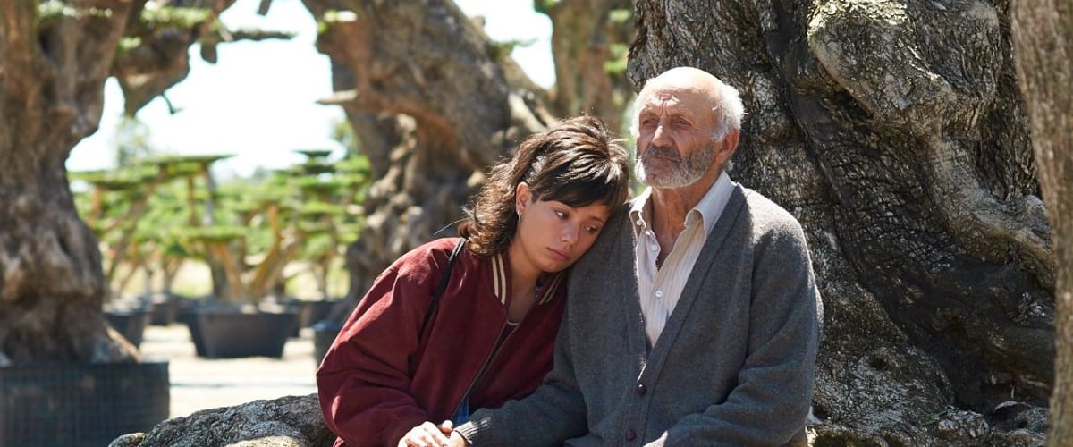 The Olive Tree