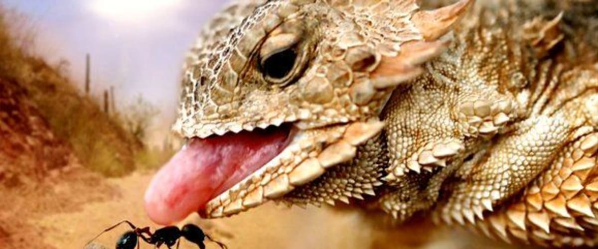 Watch Tiny Giants 3D