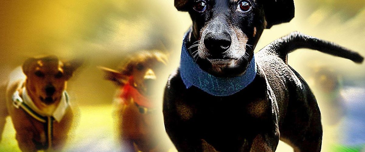Wiener Dog Nationals