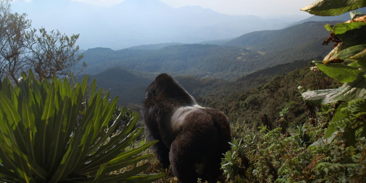 A Gorilla Story: Told by David Attenborough