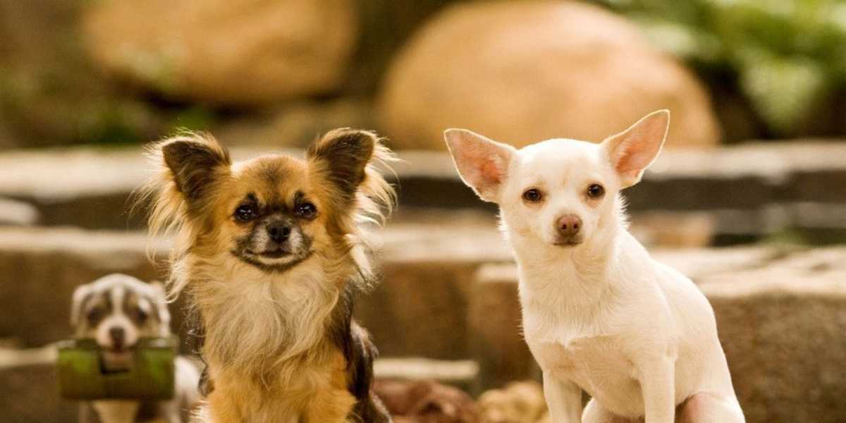 Beverly Hills Chihuahua