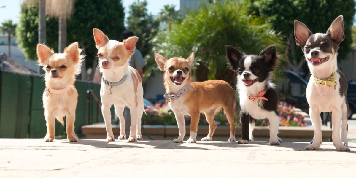 Beverly Hills Chihuahua 2