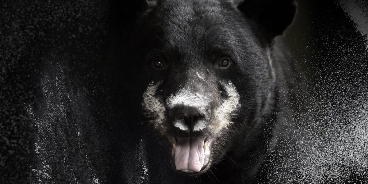 Blow: The True Story of Cocaine, a Bear, and a Crooked Kentucky Cop