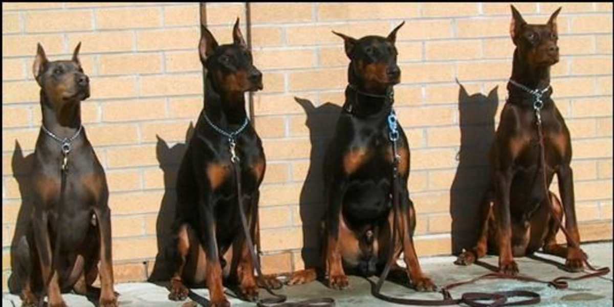 Doberman Gang