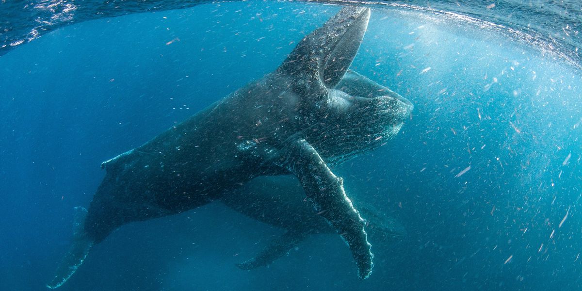 Our Planet - Season 1