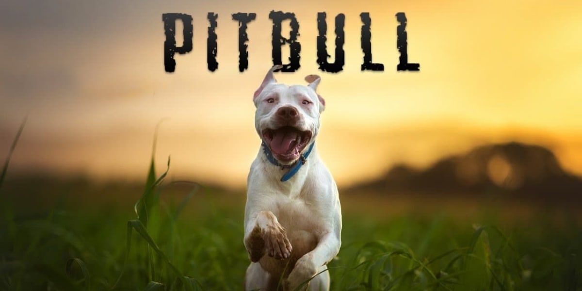 Pitbull