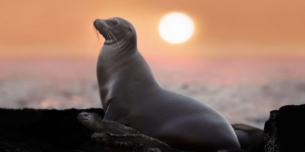 Sea Lions of the Galapagos