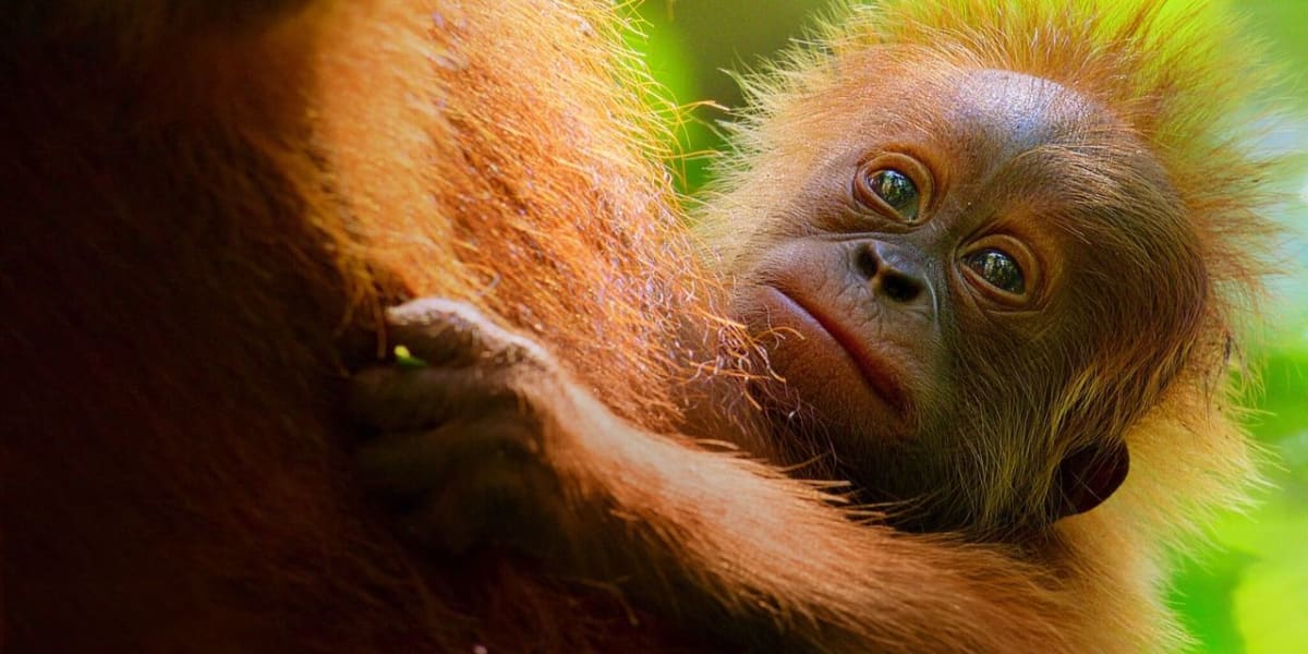 Secret Lives of Orangutans