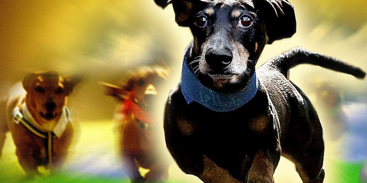 Wiener Dog Nationals