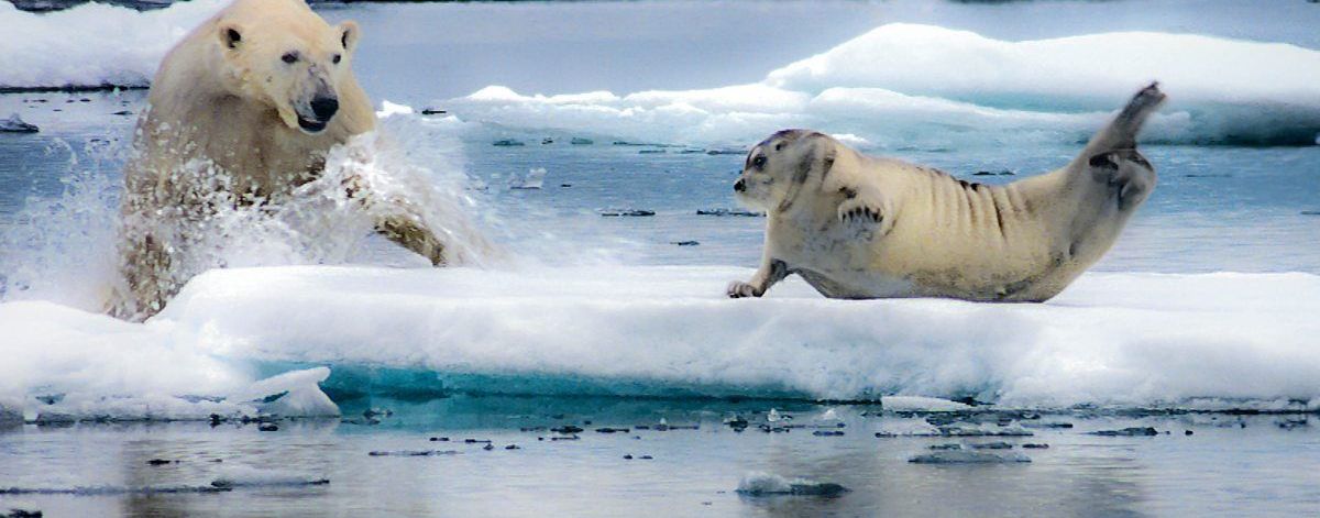 The Hunt Season 1 Full Movie Watch Online 123Movies