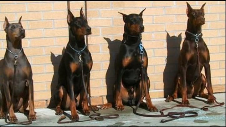 Doberman Gang