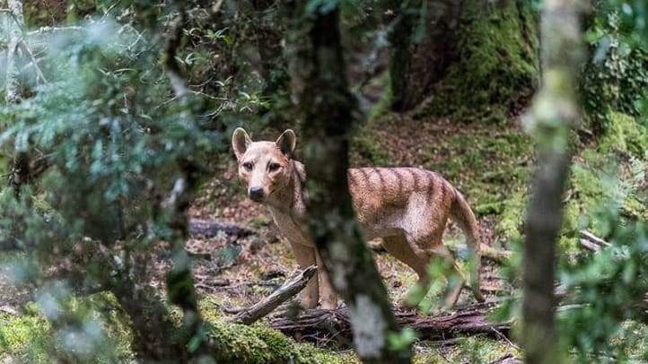 Extinct or Alive: The Tasmanian Tiger