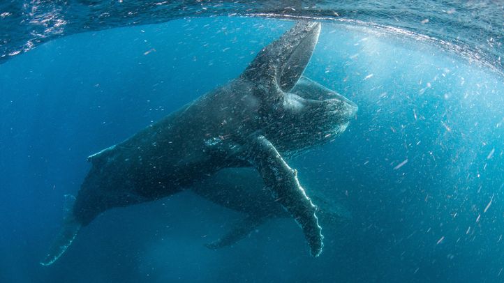 Our Planet - Season 2